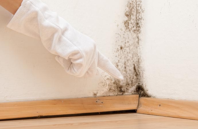 Mold Removal Services