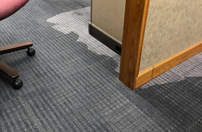 cleaning carpet professionally in Petersburg