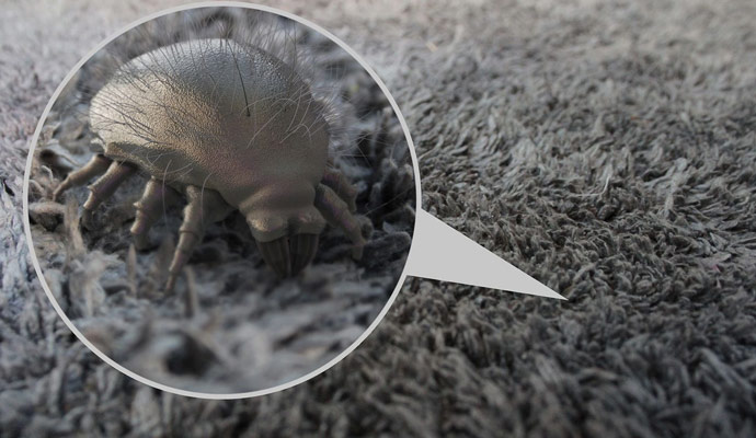 professional dust mites cleaning